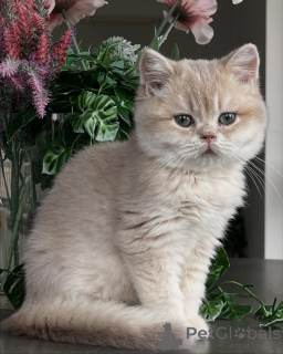 Photo №2 to announcement № 163612 for the sale of chinchilla cat - buy in Germany breeder