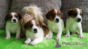 Photo №1. jack russell terrier - for sale in the city of St. Petersburg | 473$ | Announcement № 13063
