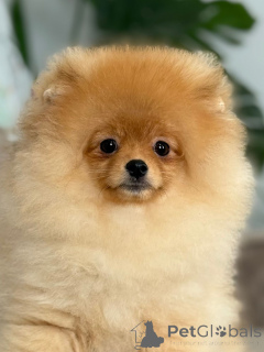 Photo №3. Pomeranian puppy Tropus. Lithuania