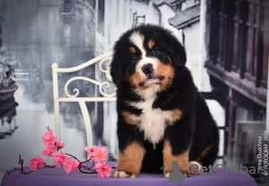 Photo №1. bernese mountain dog - for sale in the city of Москва | Is free | Announcement № 9081