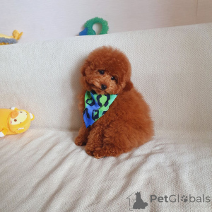 Photo №2 to announcement № 160692 for the sale of poodle (toy) - buy in Germany from the shelter, breeder