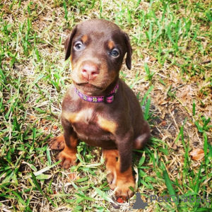 Photo №1. dobermann - for sale in the city of Fremont | Is free | Announcement № 124114