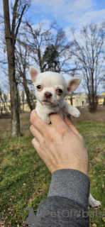 Photo №3. Chihuahua puppies. Serbia