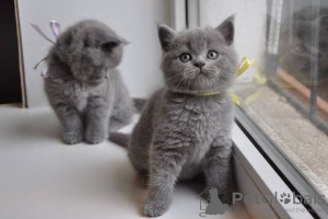 Photo №4. I will sell british shorthair in the city of Phoenix. private announcement - price - Is free