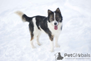 Photo №1. non-pedigree dogs - for sale in the city of Pushkino | Is free | Announcement № 18288