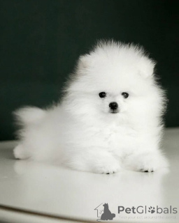 Photo №2 to announcement № 138524 for the sale of pomeranian - buy in Germany private announcement