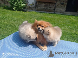 Photo №2 to announcement № 19311 for the sale of pomeranian - buy in Czech Republic breeder