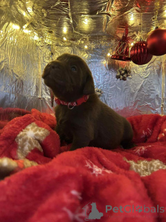 Photo №2 to announcement № 157687 for the sale of labradoodle - buy in Belgium breeder