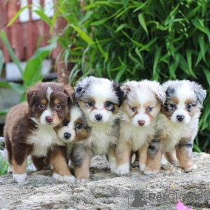 Photo №1. australian shepherd - for sale in the city of Bamberg | 361$ | Announcement № 169409