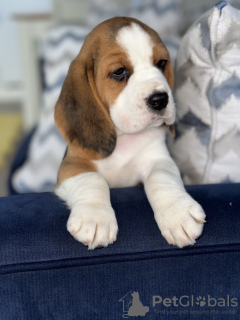 Photo №2 to announcement № 102243 for the sale of beagle - buy in United States private announcement