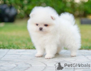 Photo №1. pomeranian - for sale in the city of Штутгарт | 380$ | Announcement № 119487