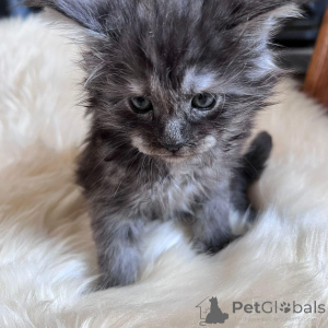 Photo №3. Mainecoon kitten. United States