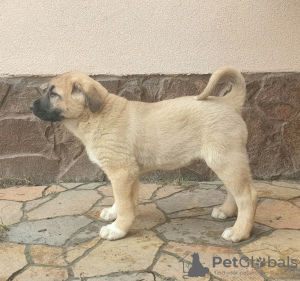 Additional photos: Turkish Kangal puppies