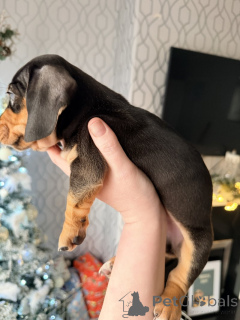 Photo №3. Stunning Dachshund puppies from our beloved pets. Australia