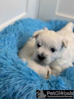 Photo №4. I will sell non-pedigree dogs in the city of Szydłowiec. breeder - price - 1788$