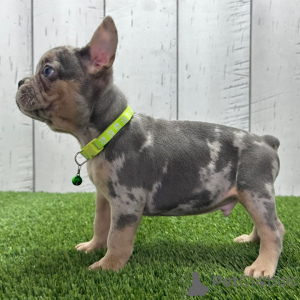 Photo №1. french bulldog - for sale in the city of Leeds | 500$ | Announcement № 161028