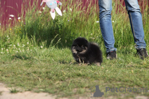 Photo №2 to announcement № 7231 for the sale of german spitz - buy in Russian Federation breeder