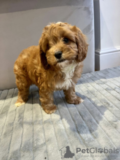 Photo №2 to announcement № 132000 for the sale of cavalier king charles spaniel - buy in United States private announcement