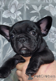 Photo №1. french bulldog - for sale in the city of Дрезден | 380$ | Announcement № 128251