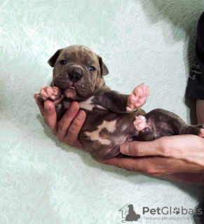 Photo №4. I will sell american bully in the city of Pskov. from nursery, breeder - price - negotiated
