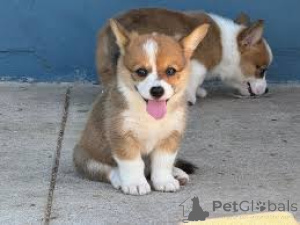Photo №1. welsh corgi - for sale in the city of Exeter | Is free | Announcement № 136200