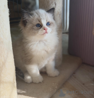 Photo №1. ragdoll - for sale in the city of Flensburg | negotiated | Announcement № 170000