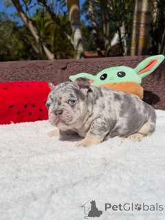 Photo №1. french bulldog - for sale in the city of Francheville | negotiated | Announcement № 174877