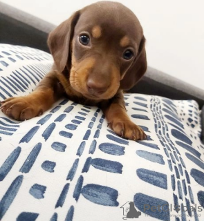 Photo №1. dachshund - for sale in the city of Kykova | 250$ | Announcement № 45283