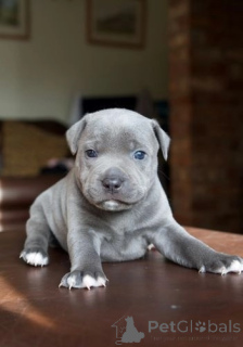 Photo №2 to announcement № 175471 for the sale of staffordshire bull terrier - buy in Germany private announcement