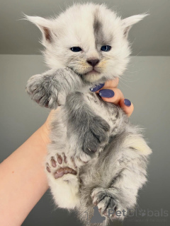 Photo №1. maine coon - for sale in the city of ALAVUS | 516$ | Announcement № 164230