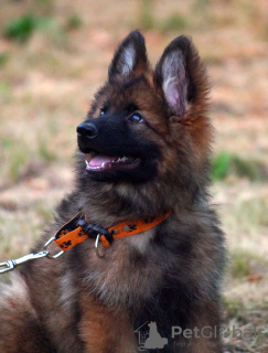 Photo №4. I will sell german shepherd in the city of New York. private announcement, breeder - price - 600$