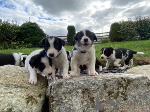 Photo №1. border collie - for sale in the city of Warsaw | 379$ | Announcement № 42491