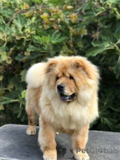 Photo №2 to announcement № 150436 for the sale of chow chow - buy in Serbia breeder