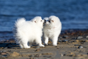 Photo №1. japanese spitz - for sale in the city of Tallinn | 2080$ | Announcement № 29106