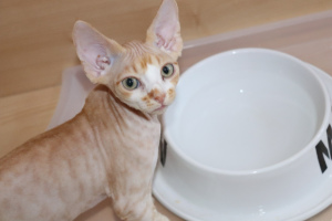 Photo №2 to announcement № 2887 for the sale of devon rex - buy in Russian Federation from nursery