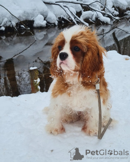 Photo №1. cavalier king charles spaniel - for sale in the city of Zelenograd | negotiated | Announcement № 40116