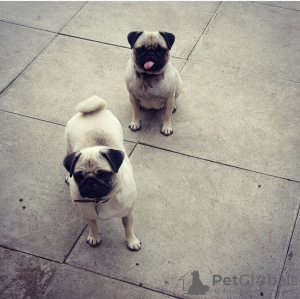 Photo №4. I will sell pug in the city of Vilnius. private announcement - price - 370$