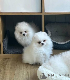 Photo №2 to announcement № 159977 for the sale of pomeranian - buy in Lithuania private announcement