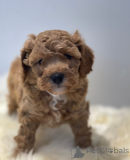 Photo №1. cavalier king charles spaniel - for sale in the city of Feldkirch | 367$ | Announcement № 143768