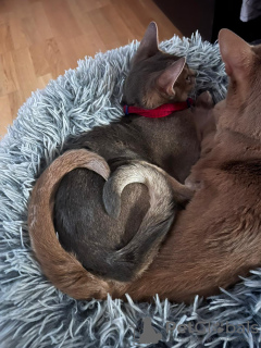 Photo №3. Purebred Abyssinian kitty with fresh blood lines for breeding (WCF). Latvia