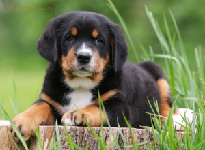 Photo №4. I will sell greater swiss mountain dog in the city of Zaporizhia. from nursery - price - 1135$