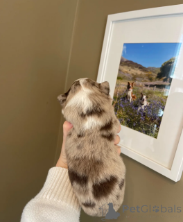 Photo №4. I will sell border collie in the city of Alabama.  - price - 350$