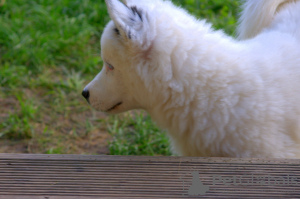 Photo №3. A charming little dog - a yakut choke. Poland