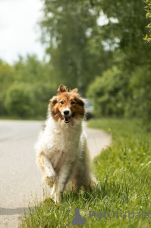 Photo №3. Lesya, Fox, Girl, 2 years old, traveler and clever!. Russian Federation