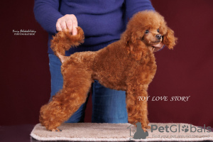 Photo №3. Boy toy poodle, 26 cm, pet class, tested, FCI docs. Ukraine