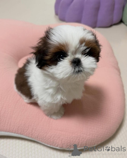 Photo №2 to announcement № 173337 for the sale of shih tzu - buy in Germany private announcement