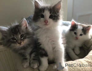 Photo №3. Beautiful Norwegian forest kittens. Belgium