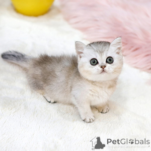 Photo №1. munchkin - for sale in the city of California | 300$ | Announcement № 151827
