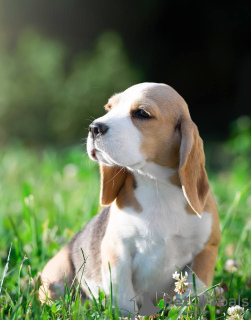 Photo №3. Healthy cute Dachshund puppies available now. Australia