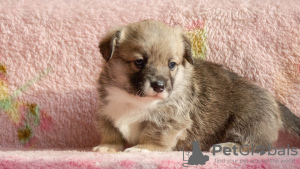 Additional photos: Welsh Corgi Pembroke puppy